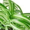 Spider Plant ‘Bonnie’ -Green Thumb Nursery 297e9109 18dd 5f7a ac5d 5211e6ada24f