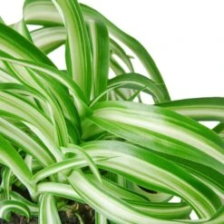 Spider Plant ‘Bonnie’