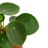 Pilea Peperomioides ‘Chinese Money’ – 4″ Pot – NURSERY POT -Green Thumb Nursery 29c046c6 62a2 5768 a317 928ff8bbf63c 87acdc2a cdea 4a72 b01e 34afe875c68a