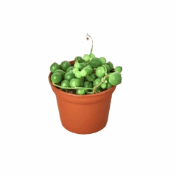 Succulent ‘String Of Pearls’ -Green Thumb Nursery 2 SUCC SENECIO STRING.OF .PEARLS 1 removebg preview