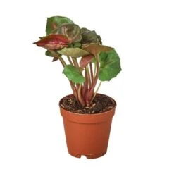 Syngonium Merry -Green Thumb Nursery 2 SYNGONIUM MERRY 1