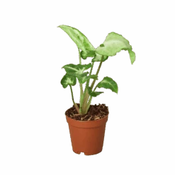 Syngonium White Butterfly -Green Thumb Nursery 2 SYNGONIUM WHITE.BUTTERFLY 1 removebg preview e860d414 191c 43d9 9ca1 942b283d7c0e