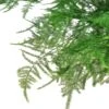 Fern ‘Asparagus’ -Green Thumb Nursery 2a2849d7 ddd8 53f7 b7a8 af2b2983612b