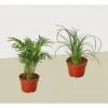 2 Palm Variety Pack / 4″ Pots / Live Plant / House Plant