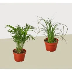 2 Palm Variety Pack / 4″ Pots / Live Plant / House Plant