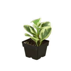 Peperomia ‘Marble’ -Green Thumb Nursery 3 PEPEROMIA MARBLE 1 removebg preview