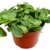 Fittonia ‘White Nerve Plant’ – 4″ Pot – NURSERY POT ONLY -Green Thumb Nursery 329a716e 60a2 5d98 9c41 4472c17f0c33 2a1fe340 d18f 4ffa 879e ef3dd8955921 scaled 1