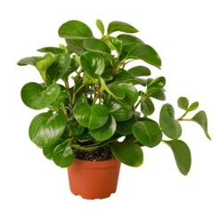 Peperomia Thailand -Green Thumb Nursery 32afc94f 854c 54f7 b5ae 78aef3c741a7 618c3e6a 665d 44d6 a036 8daf548b67a9