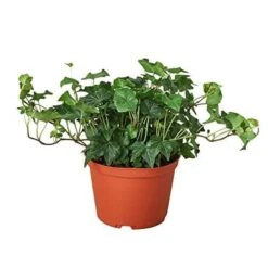 English Ivy Green California -Green Thumb Nursery 330737f4 3690 58ec ae4a 009a4dc88c38 5302d07b 7b6d 4bb9 85bc f5450094c0b1