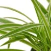 Spider Plant Reverse – 4″ Pot – NURSERY POT ONLY -Green Thumb Nursery 390d5d96 5820 5c65 bc62 bbd502fbe5ca 413a18fa 0008 4501 bfc7 51c9a245cef4