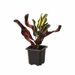 Croton ‘Mammy’ -Green Thumb Nursery 3 Croton Mammy 1