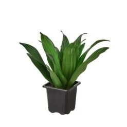Dracaena ‘Janet Craig’ -Green Thumb Nursery 3 DRACAENA JANET CRAIG 1