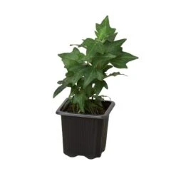 English Ivy Green California -Green Thumb Nursery 3 IVY GREEN 1 3