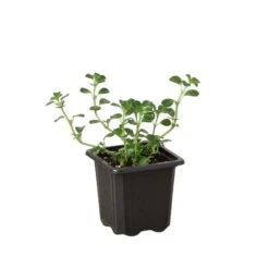 Nettle ‘Baby’s Tear’ -Green Thumb Nursery 3 Nettle Baby Tears 1