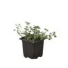 Nettle ‘Silver Sparkle’ -Green Thumb Nursery 3 Nettle Silver Sparkle 1