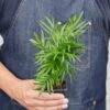 Parlor Palm – 3″ Pot -Green Thumb Nursery 3 PALM PARLOR 3