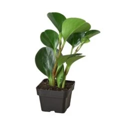 Peperomia Thailand -Green Thumb Nursery 3 PEPEROMIA THAILAND 1
