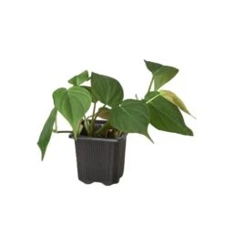 Philodendron ‘Velvet’ -Green Thumb Nursery 3 PHILODENDRON VELVET 1
