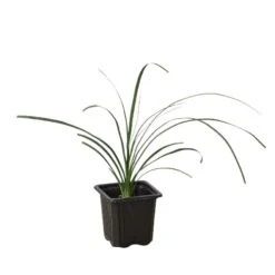 Palm Ponytail -Green Thumb Nursery 3 Palm Ponytail 1 1