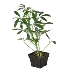 Schefflera Moonlight ‘Umbrella Plant’ -Green Thumb Nursery 3 SCHEFFLARA MOONDROP 1