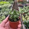 Delosperma Echinatum ‘Pickle Plant’ -Green Thumb Nursery 3 SUCC DELOSPERMA PICKLE.PLANT TEMP