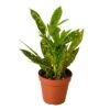 Croton ‘Gold Dust’ – 4″ Pot – NURSERY POT ONLY