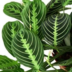 Maranta ‘Lemon Lime’ – 4″ Pot – NURSERY POT ONLY
