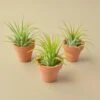 3 Ionantha Air Plants With Mini Terra Cotta Pots -Green Thumb Nursery 3pk Ionantha Pot 6