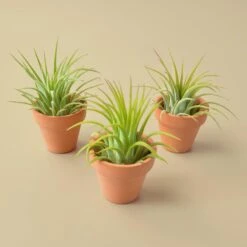 3 Ionantha Air Plants With Mini Terra Cotta Pots