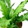 Bird’s Nest ‘Victoria’ Fern – 4″ Pot -Green Thumb Nursery 411e540e 7206 521a 990b d4f094fc163f