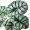 Alocasia ‘Silver Dragon’ -Green Thumb Nursery 4 ALOCASIA SILVER DRAGON 2