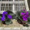 African Violet -Green Thumb Nursery 4 AfricanVioletassortedpurple Temp scaled 1