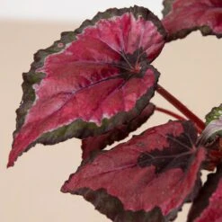 Begonia ‘Rex’ – 4 Pack Variety -Green Thumb Nursery 4 BEGONIA REX 1 2 3b578d67 93cf 4329 8247 074054cf10a0