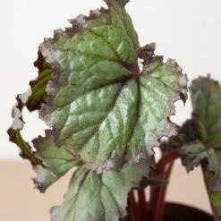 Begonia ‘Rex’ – 4 Pack Variety -Green Thumb Nursery 4 BEGONIA REX 2 4