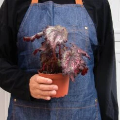 Begonia ‘Rex’ – 4 Pack Variety -Green Thumb Nursery 4 BEGONIA REX 3 2 92d62d21 2229 4f2d 9650 1e46e64e6761