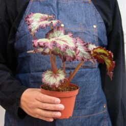 Begonia ‘Rex’ – 4 Pack Variety -Green Thumb Nursery 4 BEGONIA REX 3 3 a53d97a9 8fb4 460d 8ce7 9998bacd767a