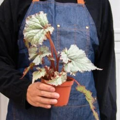 Begonia ‘Rex’ – 4 Pack Variety -Green Thumb Nursery 4 BEGONIA REX 3 4 3f607397 3121 4bff 96a5 c08867ca50fc