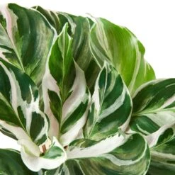 Calathea ‘White Fusion’ – 6″ Pot – NURSERY POT ONLY