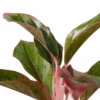 Chinese Evergreen ‘Red Siam’ -Green Thumb Nursery 4 CH.EVERGREEN RED.SIAM 2