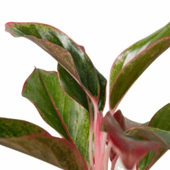 Chinese Evergreen ‘Red Siam’