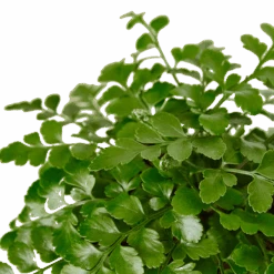 Austral Gem Fern – 6″ Pot – NURSERY POT ONLY