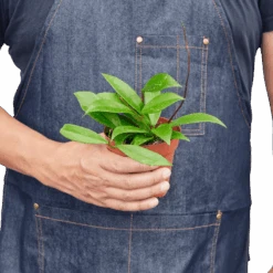 Hoya ‘Publicalyx’ -Green Thumb Nursery 4 HOYA PUBICALYX 3 removebg preview