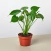 Monstera Bundle -Green Thumb Nursery 4 MONSTERA DELICIOSA 1 df4d4ab7 5fe8 4882 8158 85dd9d015de6