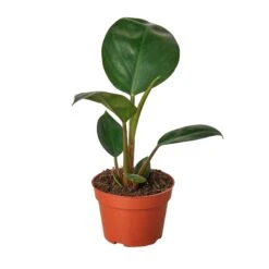 Philodendron ‘Congo Rojo’ -Green Thumb Nursery 4 PHILODENDRON CONGO.ROJO MAIN