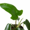 Philodendron ‘Florida Green’ -Green Thumb Nursery 4 PHILODENDRON FLORIDA GREEN 2