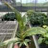 Philodendron ‘Variegated Ring Of Fire ‘ -Green Thumb Nursery 4 PHILODENDRON RING.OF .FIRE .VAR TEMP
