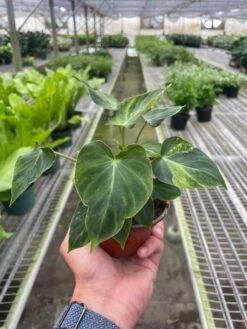 Philodendron ‘Verrucosum’