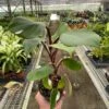 Philodendron ‘White Knight’ -Green Thumb Nursery 4 PHILODENDRON WHITE.KNIGHT TEMP scaled 1