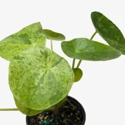 Pilea ‘Mojito’