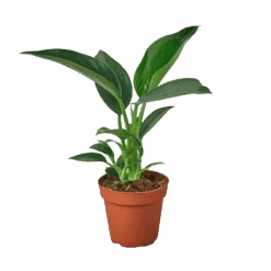 Philodendron ‘Congo Green’ -Green Thumb Nursery 4 Philodendron Congo Green removebg preview 50645713 c4d2 4d52 9798 d505ac6aef93